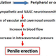 Illustration for article titled Keeping It Up: The Science of Erections